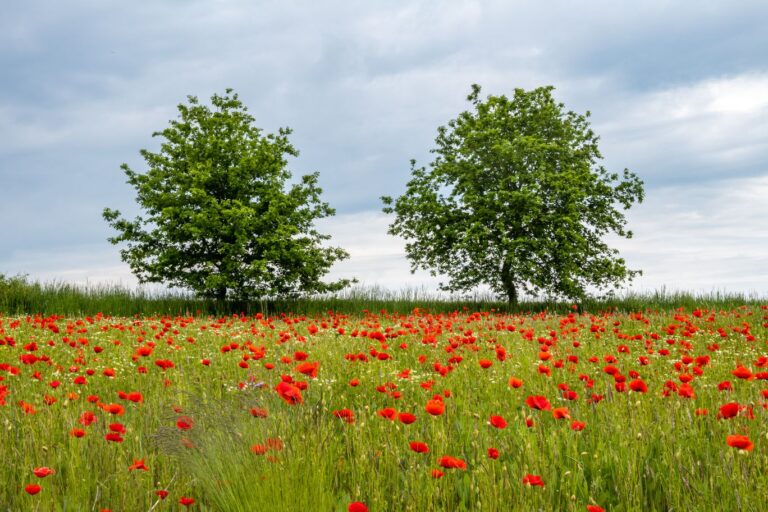 Wandertour 001 – ILE Hopfenwanderweg 1